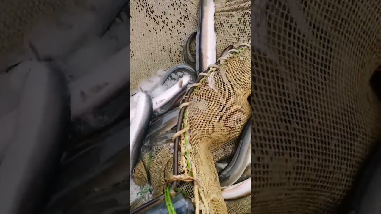 This Net Is Overflowing With Slippery Eels!