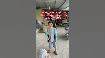 Tham quan trại cá cảnh “ Châu Tống “ lớn nhất Quận 12! Đầy đủ loại cá, cá nào cũng có! #cacanh