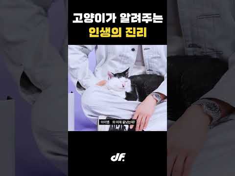 고양이가 알려주는 인생의 진리 #shorts