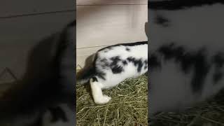 Dev Alman Kelebek Tavşani