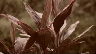 eaJ / Jae Day6 - 50 Proof