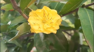 Tại sao Mai Cúc Thọ Hương luôn chiếm tình cảm của giới chơi mai? | Nét Việt #93