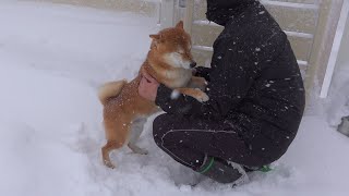 The day my Shiba Inu, who loves walking, showed a negative reaction due to a huge snowstorm.