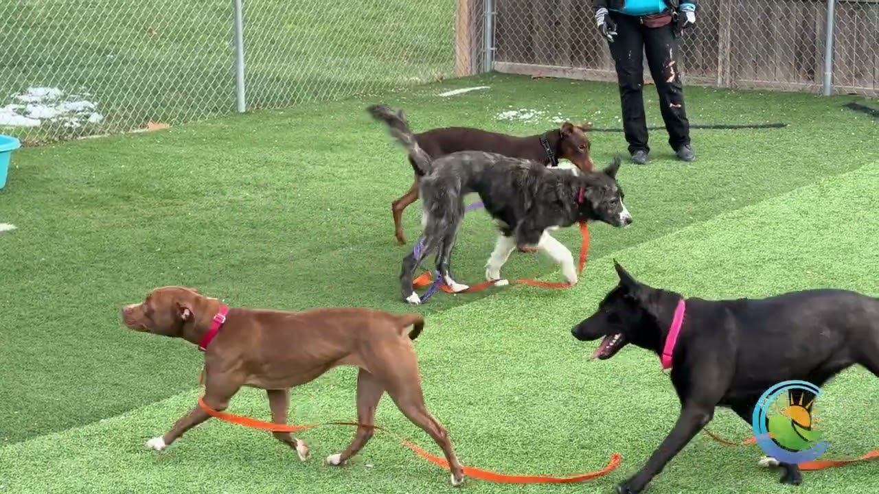 Dogs Playing for Life Playgroup Seminar