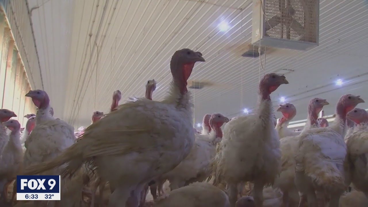 Lawmakers rush $1 million to governor in Minnesota bird flu fight | FOX 9 KMSP