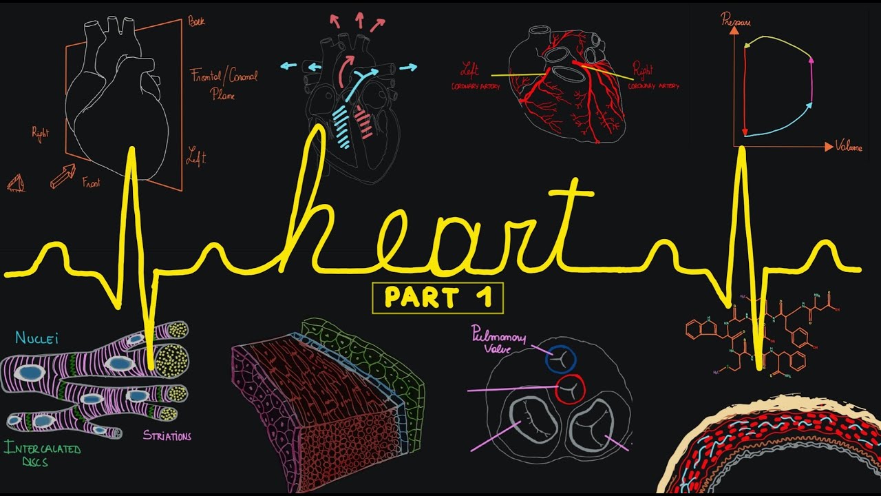 🫀The Heart | Part 1 | Effortlessly Learn Anatomy & Physiology | ASMR ✨