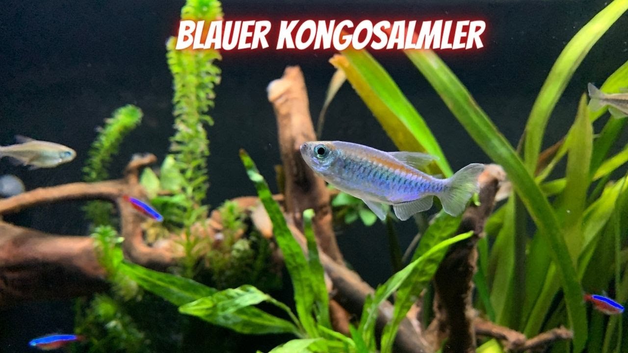 Blauer Kongosalmler | Phenacogrammus interruptus | Eckdaten | Informationen | Vorstellung | 4K