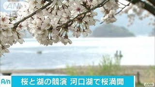 河口湖畔の桜満開　富士山見えずとも美しさに感激(17/04/22)