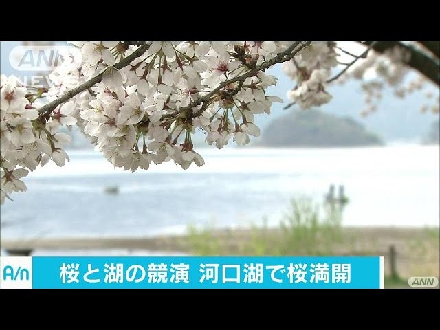 河口湖畔の桜満開 富士山見えずとも美しさに感激(17/04/22) - YouTube