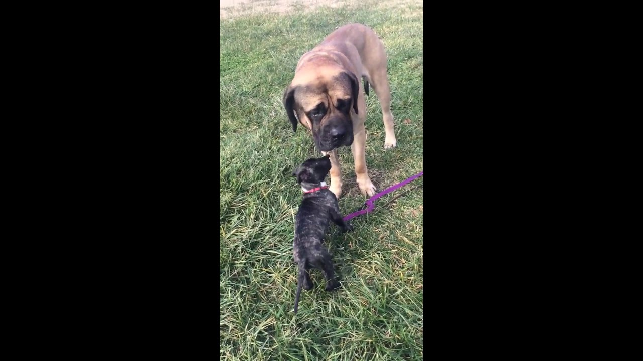 rumble video upload PitBul puppy trys to walk 200 lb English Mastiff