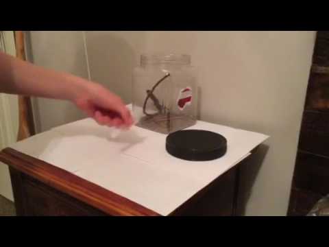 camera iphone 8 plus apk How to keep a pet jumping spider