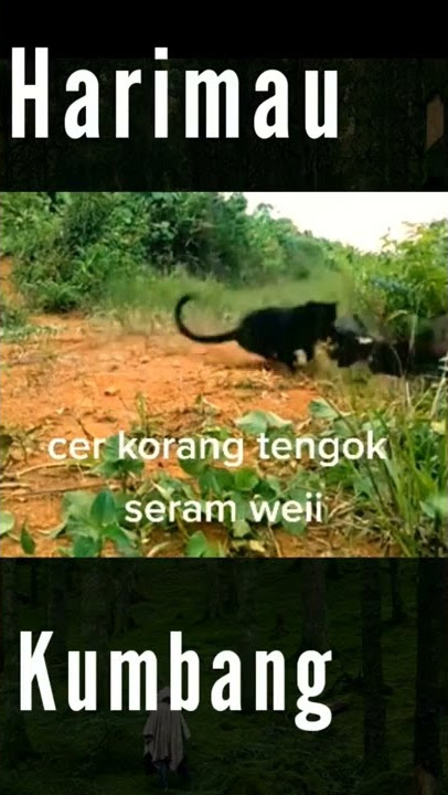 Harimau Kumbang Makan Denak #shorts