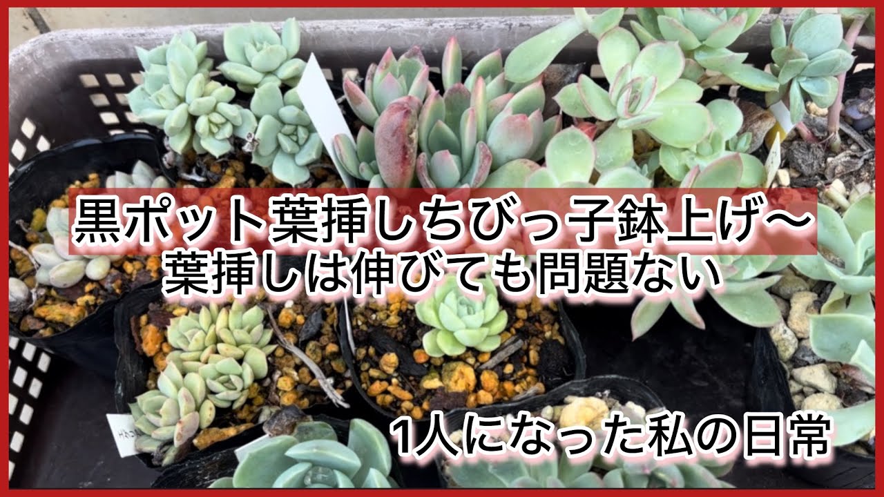 多肉植物]黒ポット葉挿しちびっ子鉢上げ〜葉挿しは伸びても問題ないわ
