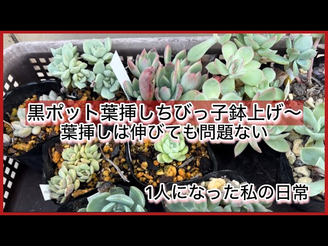 多肉植物]黒ポット葉挿しちびっ子鉢上げ〜葉挿しは伸びても問題ないわ