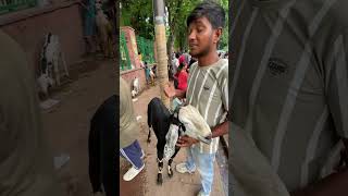 45000Rs Ka Beetal Bakra