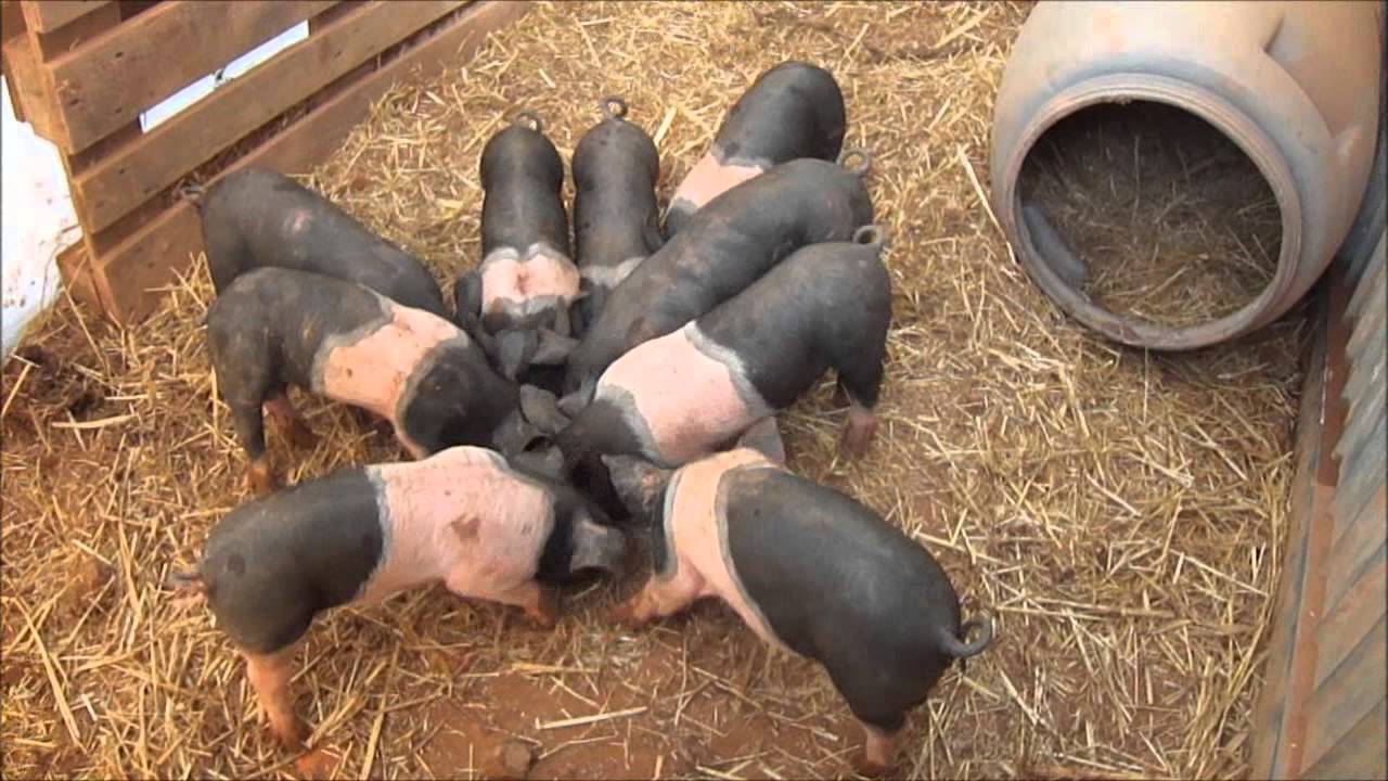 Breakfast at casa de campo Zambeek YouTube