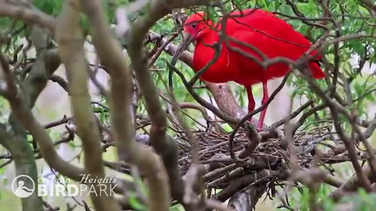 Nesting Scarlet Ibis Youtube 