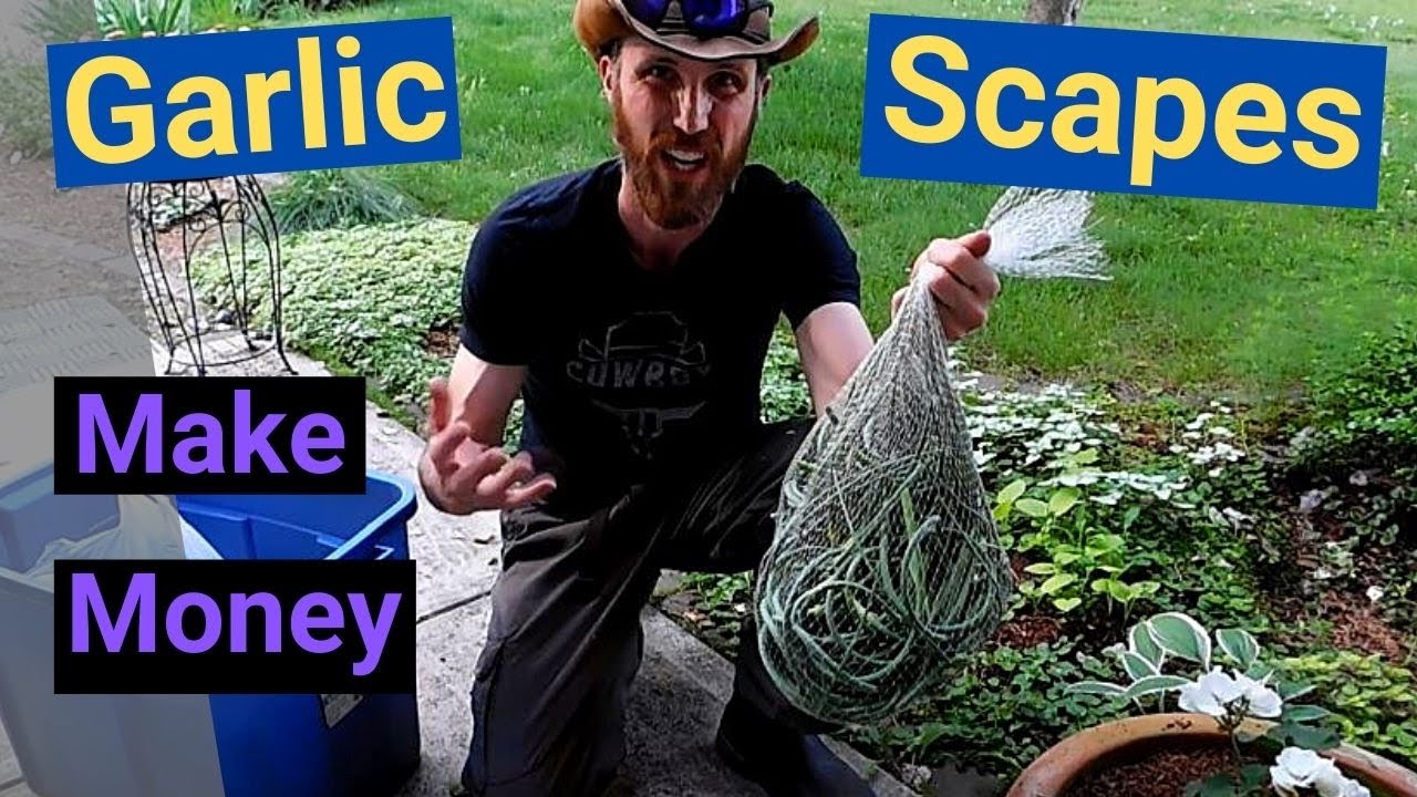 Making money off Garlic...not just selling the garlic...you wont make much but the demand is there