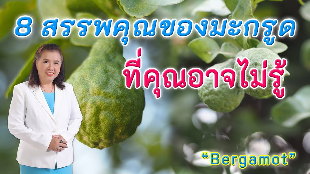 มะกรูต  2022 Update  8 สรรพคุณของมะกรูดที่คุณอาจไม่รู้ | Bergamot | พี่ปลา Healthy Fish