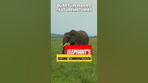Quantum ⚛️Diaries📒 - How Elephants🐘 Use Physics to Predict Earthquakes🌍 #quantum #elephants
