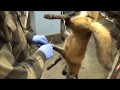 Professional Fur Handling, Red Fox  Part 1 Skinning