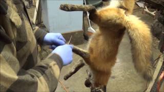 Professional Fur Handling, Red Fox  Part 1 Skinning