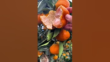 cách người Trung Quốc thu hoạch quýt lớp vỏ khá dày