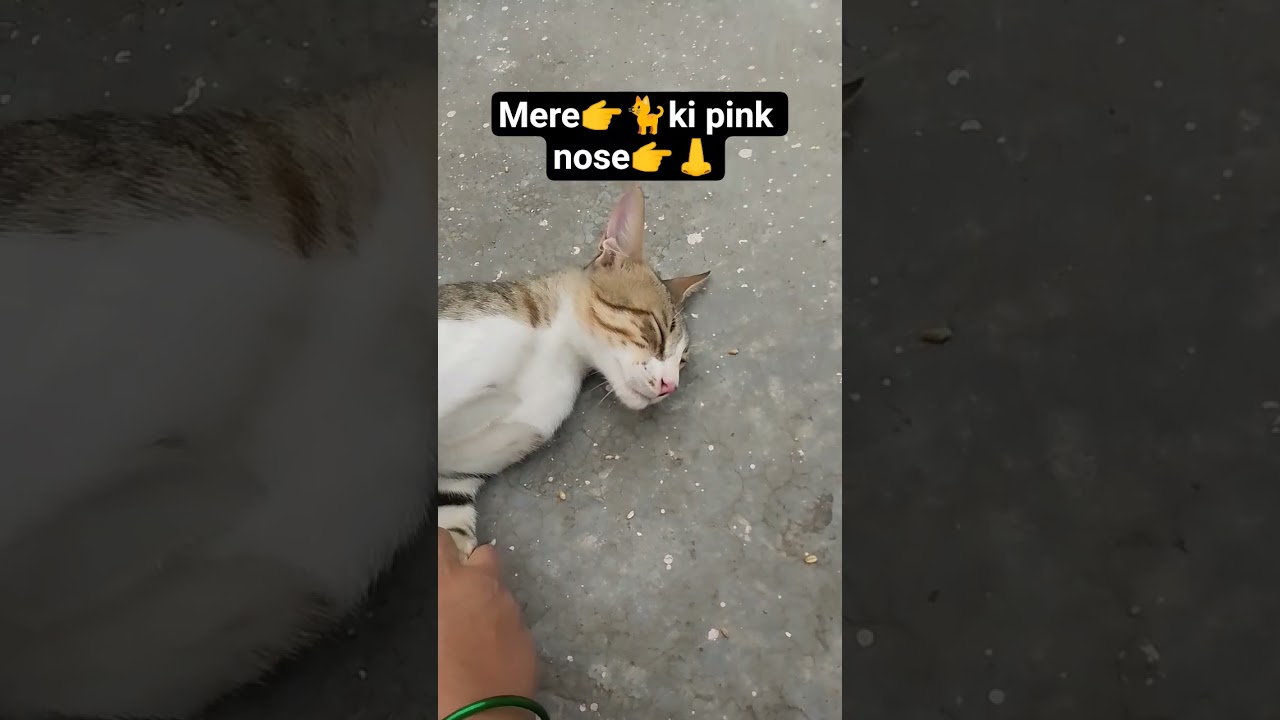 mere 👉🐈ki pink nose I love👉🐈