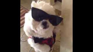 SWAG DOG ( VINE )