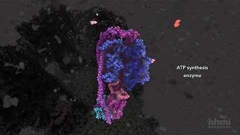 ATP Synthesis | HHMI BioInteractive Video