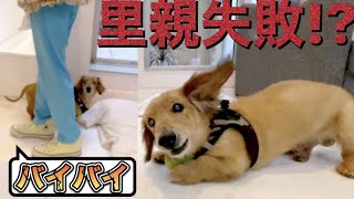 里親失敗!　厳しい譲渡ルール　【保護犬】【rescued】