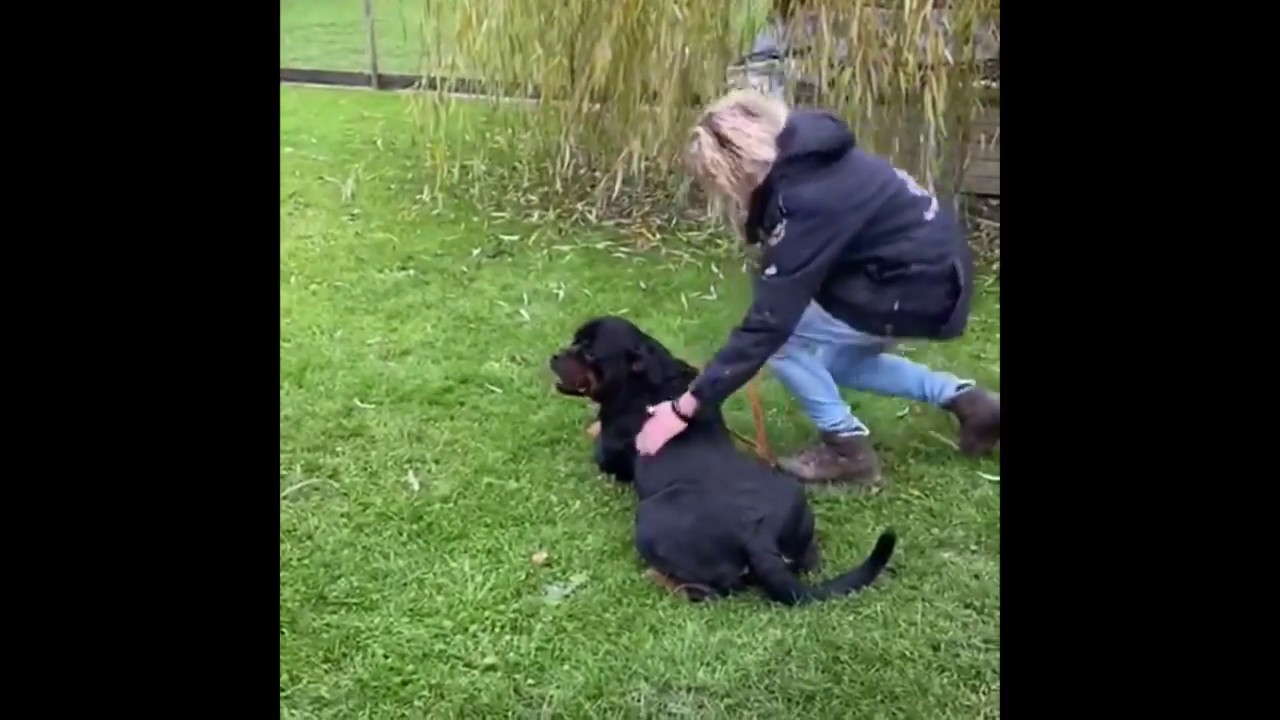Von Ruelmann VON RUELMANN ROTTWEILERS NITRO VOM BRANDAUERWEG - YouTube