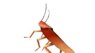 Dancing Roach Autotune