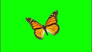 Animasi Kupu - kupu green screen