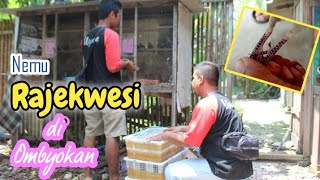 Nemu Perkutut Katuranggan || Rajekwesi ‼️ di Tampungan Ombyokan