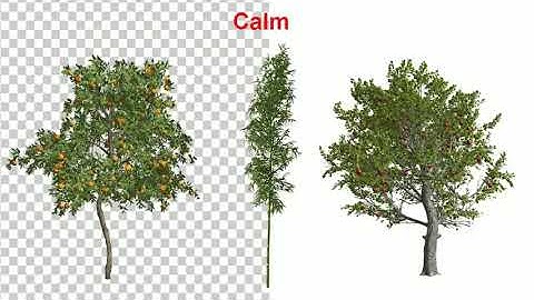 3 Types Tree Animation Pack | After Effects project | Videohive template