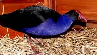 Spca Dunedin Pukeko Release 720