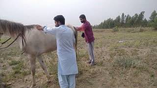 Noorpur Thal!!!