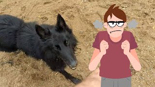 Don't Get a Belgian Shepherd if This Annoys You
