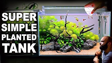 How To Make Your First Planted Tank (EASY STEP BY STEP AQUASCAPE TUTORIAL)
