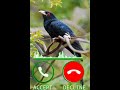 Koyal Ringtone Shorts 