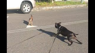 Hunting Rabbit .. English Staffy