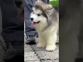 alaska malamute #animlasfunny #asalakamalamute #babyanimals
