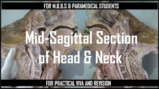 Mid-sagittal section of Head and Neck || only for exam revision #mbbsexams #anatomy