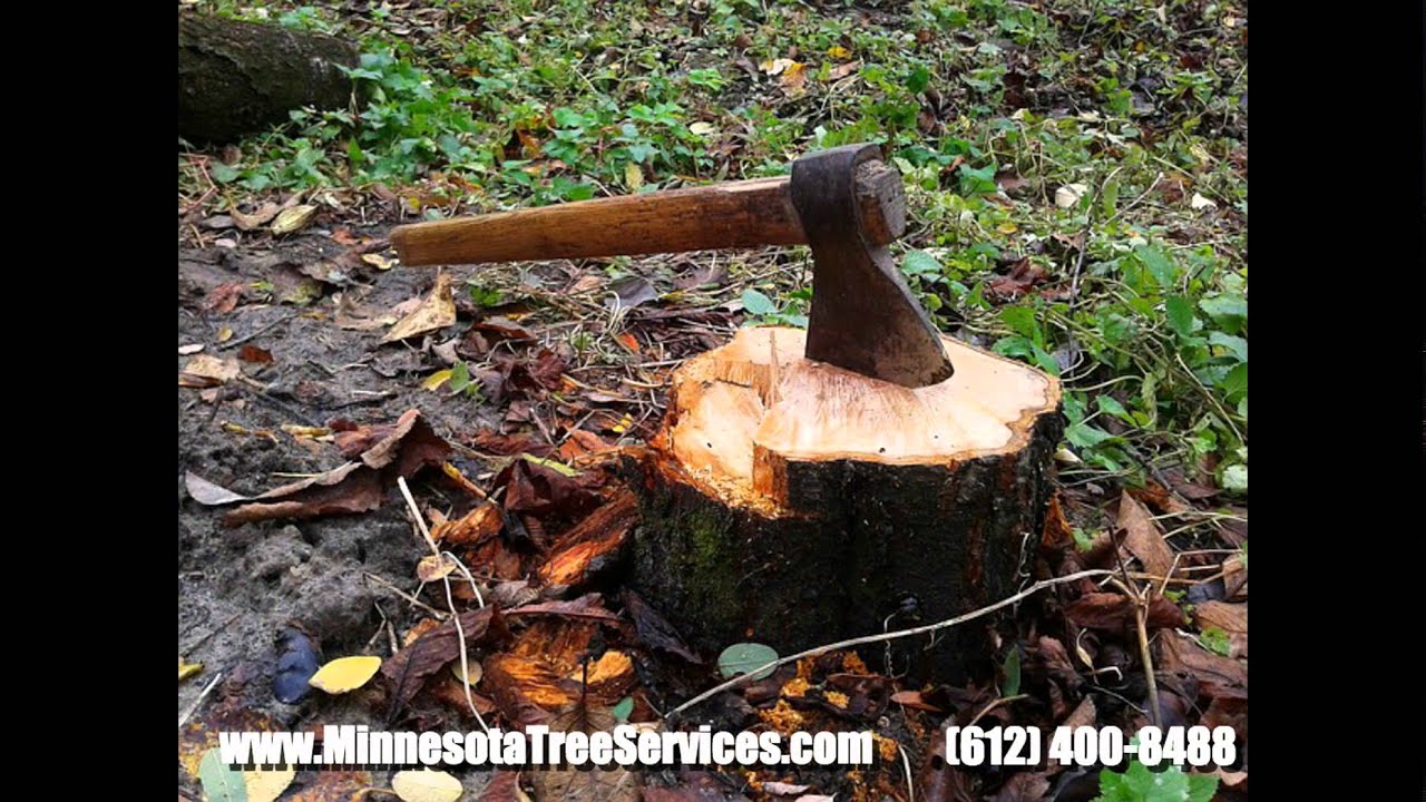 Minnesota Tree Services | Tree Service Minneapolis | 612-400-8488 | Tree Surgeons | Stump Removal |