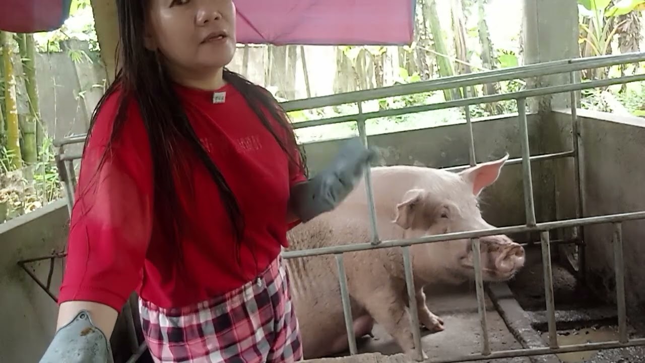 Mag papaligo ng baboy guys 🙋 here support.my Channel 🫰👍