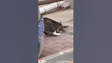 Mèo bắt chuột - Không một động tác thừa - Hieu Now