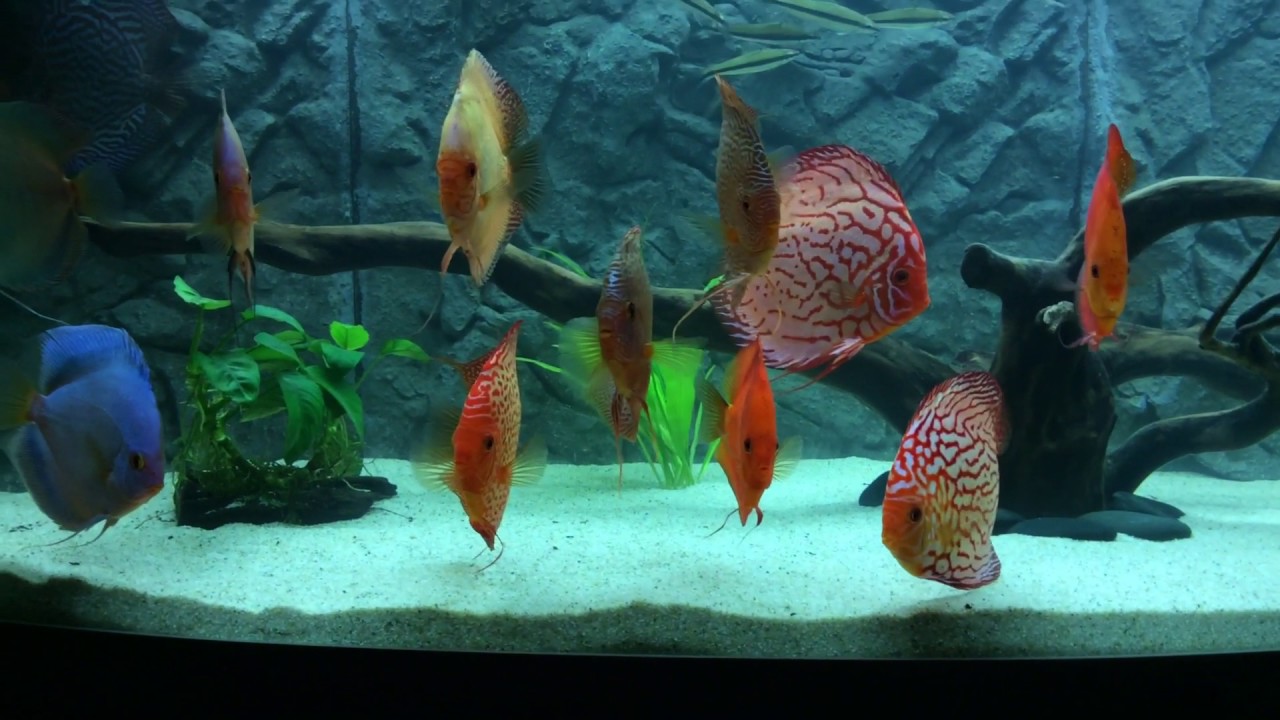 Diskus Aquarium YouTube