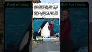 Tilikum: The Killer Whale That Dragged 3 People to Their Deaths
