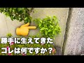 9割が知らない(実生樹木の正体)早急に抜かないと危険⚠️